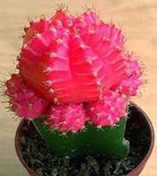 http://floral-carnival.ru/img/gymnocalycium.jpg