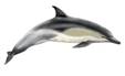 Описание: http://dasha46.narod.ru/Encyclopedic_Knowledge/Biology/Animals/Mammals/Whales/CommonDolphin.jpg