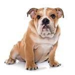 https://us.123rf.com/450wm/cynoclub/cynoclub1601/cynoclub160100191/50896071-young-english-bulldog-in-front-of-white-background.jpg?ver=6