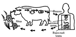 Картинки по запросу "циклы паразитических червей"