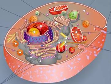 Картинки по запросу строение животной клетки