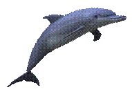 http://pngimg.com/upload/dolphin_PNG9130.png