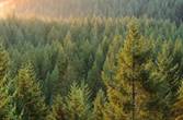 Хвойный лес России и Тайги – природные зоны, деревья, климат и особенности