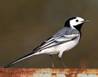 White-Wagtail