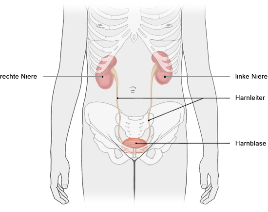 Grafik: Lage der Nieren im Körper