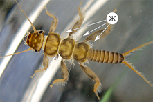 http://www.pesticidy.ru/ps-content/dictionary/pictures/711_content_page.png
