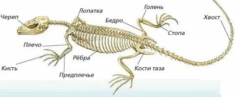 https://avatars.mds.yandex.net/i?id=7dcf078153c136263bee80a88bad0f85-5478998-images-thumbs&n=13