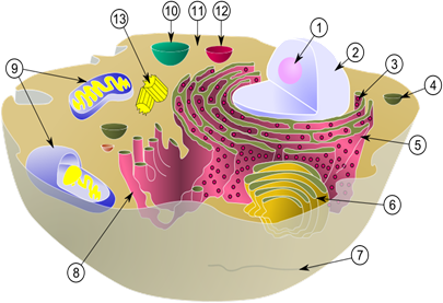 800px-Biological_cell.svg[1].png