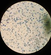 Изображение выглядит как темный, легкий

Автоматически созданное описание