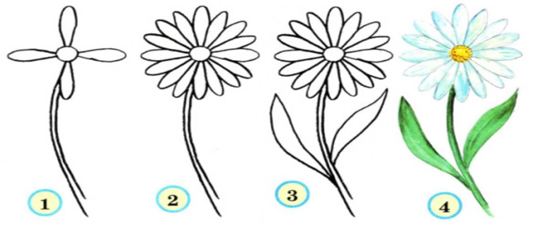 Как рисовать ромашку карандашом