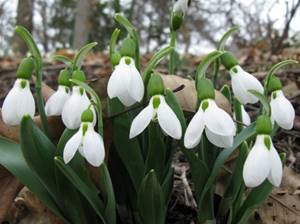 http://thejigsawpuzzles.com/img-puzzle-7260/Galanthus-Elwesii