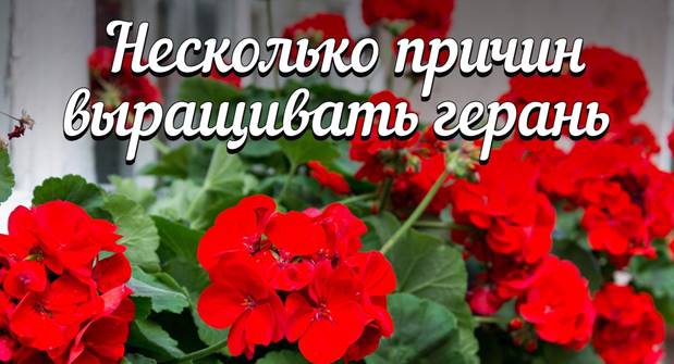 https://i.mycdn.me/image?t=3&bid=839476904759&id=839476904759&plc=WEB&tkn=*7a88fdntZ39aeiYAN4Tb12l968c