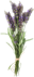 https://www.garden.store.bg/ctimg/3739/lavandula.jpg