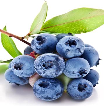 http://www.lubludachu.ru/images/Fruit_Blueberries_377440.jpg