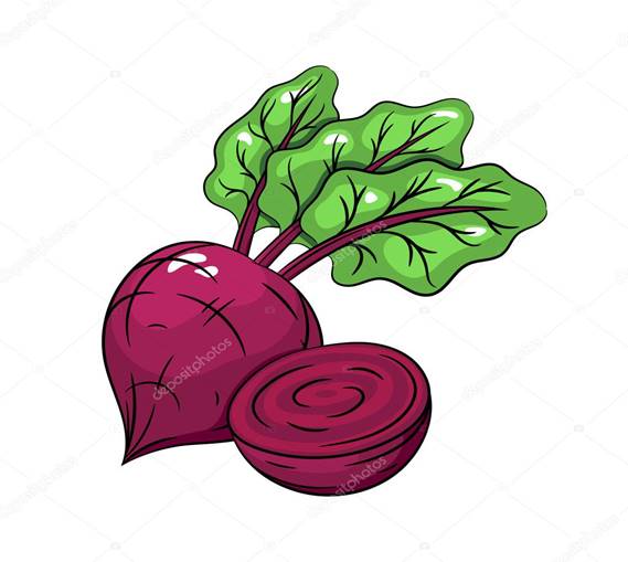 https://st2.depositphotos.com/6429120/10397/v/950/depositphotos_103970958-stock-illustration-vector-beetroot-illustration-on-white.jpg