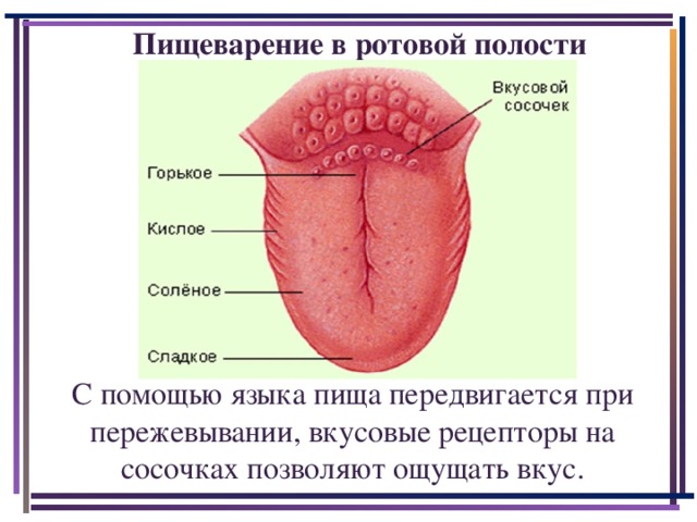 Пищеварение в ротовой полости С помощью языка пища передвигается при пережевывании, вкусовые рецепторы на сосочках позволяют ощущать вкус.