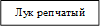 Лук репчатый