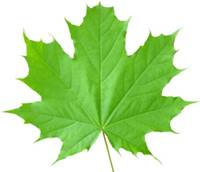 http://hstepanek.weebly.com/uploads/7/4/7/6/7476063/maple-leaf.jpg