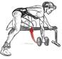 http://gymlex.com/images/stories/Back/Drow.jpg