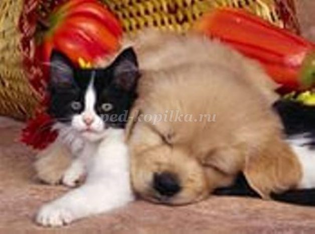 https://ped-kopilka.ru/upload/blogs/12958_9545c1f950199ee43c4b6eed2e63a031.jpg.jpg