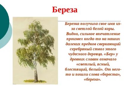 Береза Березка получила свое имя из-за светлой белой коры. 