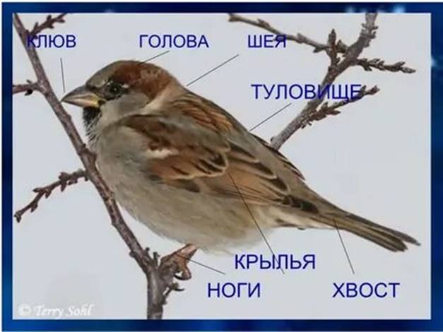 https://avatars.mds.yandex.net/i?id=0ad4aa3e45124e8a8500bf1b576ba75ff3f4d6a6-10522468-images-thumbs&n=13