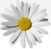 https://e7.pngegg.com/pngimages/801/40/png-clipart-chamomile-chamomile-image-file-formats-annual-plant.png