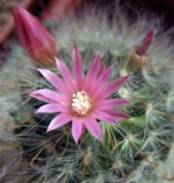 mamillaria bocasana