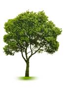 Описание: http://mastergardeners.areavoices.com/files/2013/04/Small_Tree_on_White.jpg