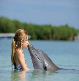 http://animalworld.com.ua/images/2013/September/Akva/Dolphins/Birds_12.jpg