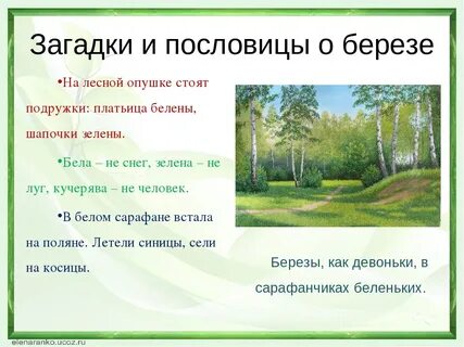 Загадки и пословицы о березе На лесной опушке стоят подружки: платьица беле...
