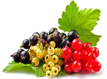 https://www.zastavki.com/pictures/2560x1600/2012/Food_Berries__fruits__nuts_Currants_Selection_034433_.jpg