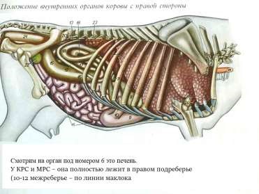 Больная печень у коровы фото