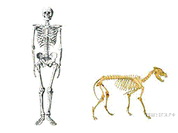 https://math6-vpr.sdamgia.ru/get_file?id=3190