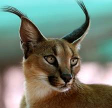 http://udivitelno.com/images/3/Caracal/%D0%9A%D0%B0%D1%80%D0%B0%D0%BA%D0%B0%D0%BB%20(3).jpg