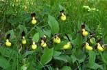 Венерин башмачок настоящий (Cypripedium calceolus), картинка растения изображение