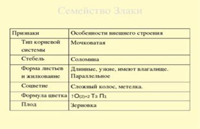 Семейство Злаки Признаки Особенности внешнего строения Тип корневой системы М