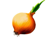 Картинка для детей "Лук" (24 фото) ⭐ Юмор, картинки и забавные фото |  Vegetable painting, Vegetable illustration, Watercolor fruit