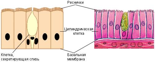 http://pochit.ru/pars_docs/refs/27/26419/26419_html_mb9f8c25.png