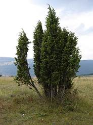 Juniperus deltoides shrub Bulgaria.jpg