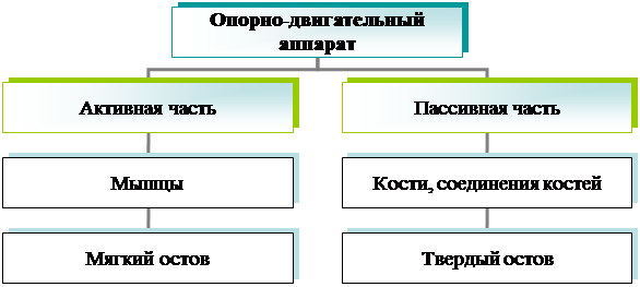 Организационная диаграмма