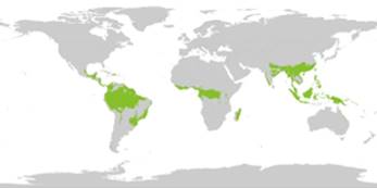https://cdn.ruwiki.ru/commonswiki/files/thumb/d/db/800px-tropical_wet_forests.png/300px-800px-tropical_wet_forests.png