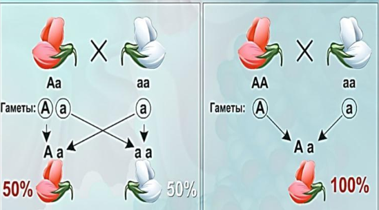 Схема генотипов