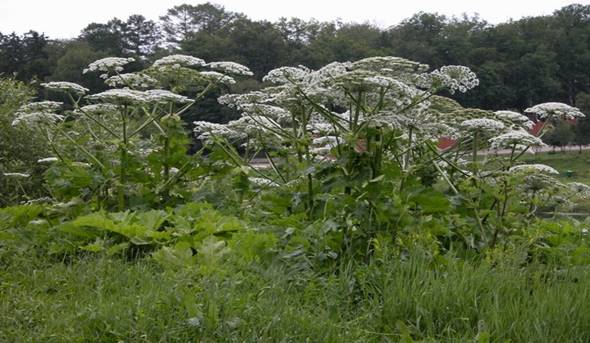 Прикреплённое изображение