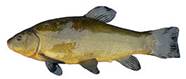 FemaleTench1.JPG