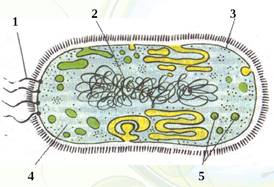 вопрос теста Строение клетки бактерии