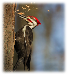http://webmandry.com/images/stories/2015/01/946/dyatel_5.jpg
