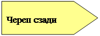 Пятиугольник: Череп сзади
