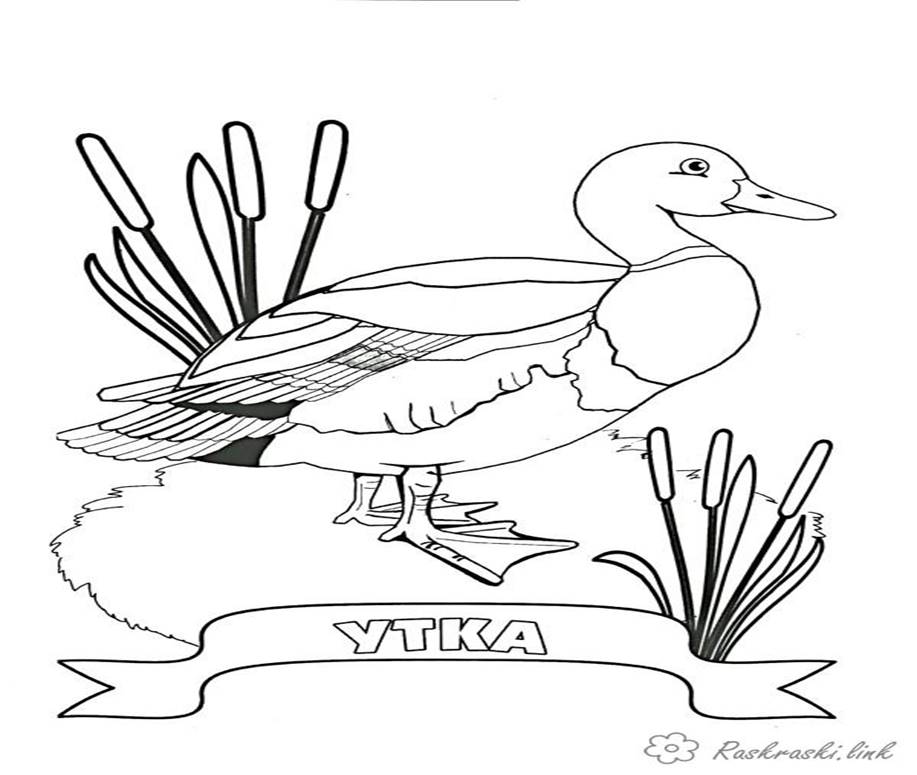 http://raskraski.link/uploads/8/1/9/8195-raskraska-raskraska-domashnyaya-utka.jpg