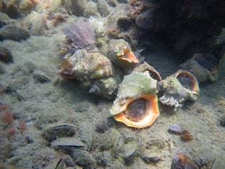 Описание: Моллюски Черного моря рапаны. Ракушки хищники